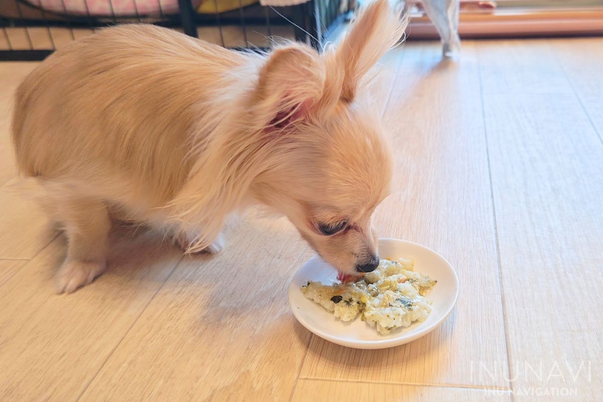 キドニーレシピ　ツナごはん を食べる愛犬